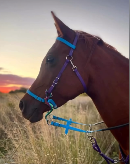 Hackamore bridle