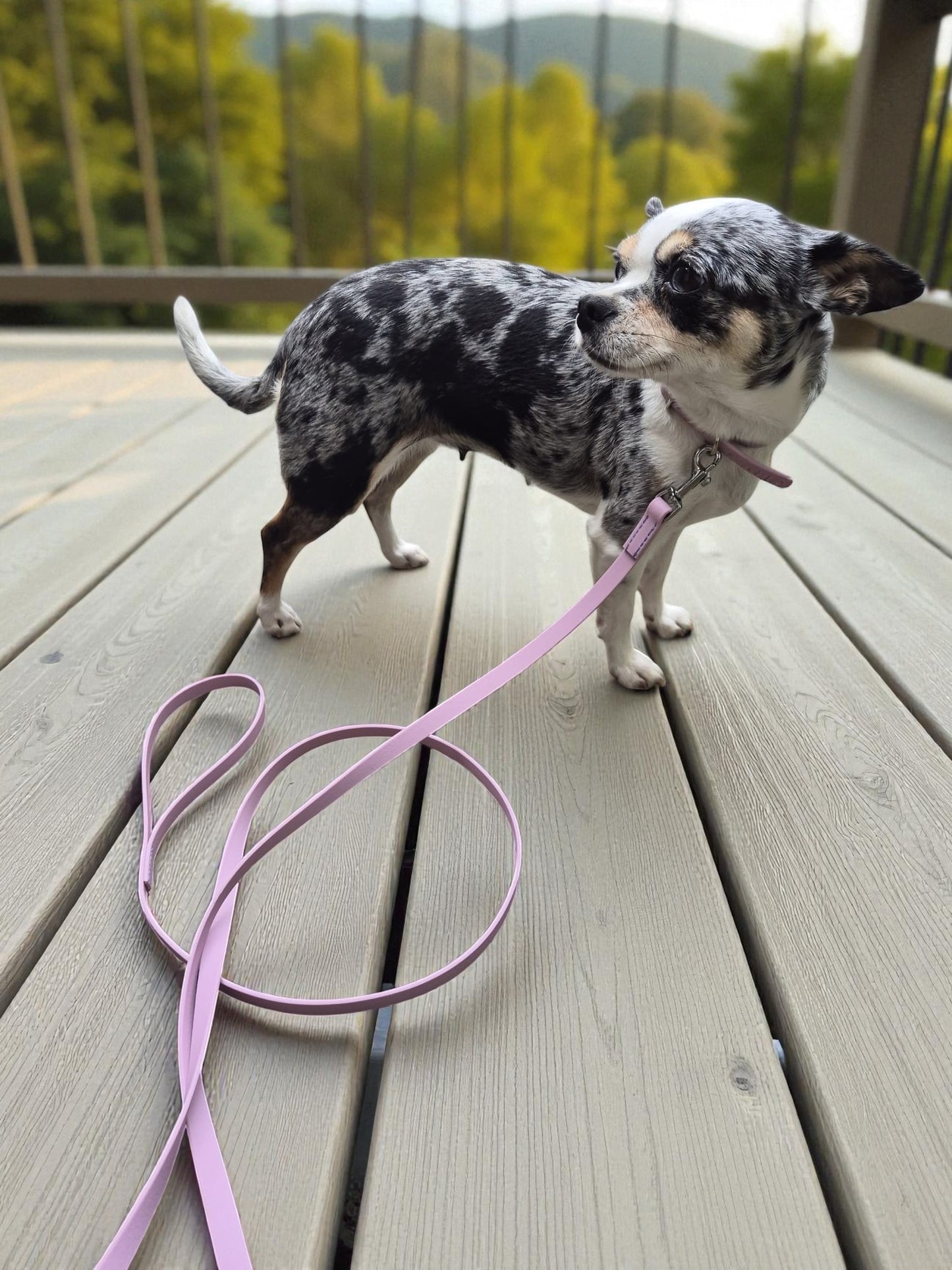 Biothane Dog Collar & Leash