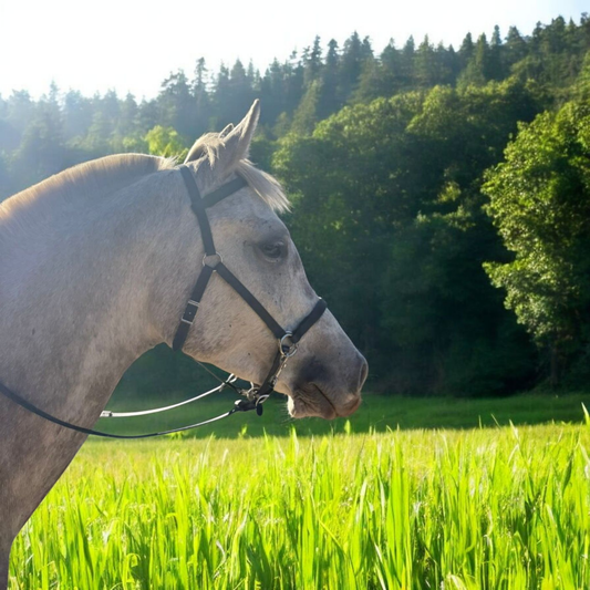 Sidepull bridle