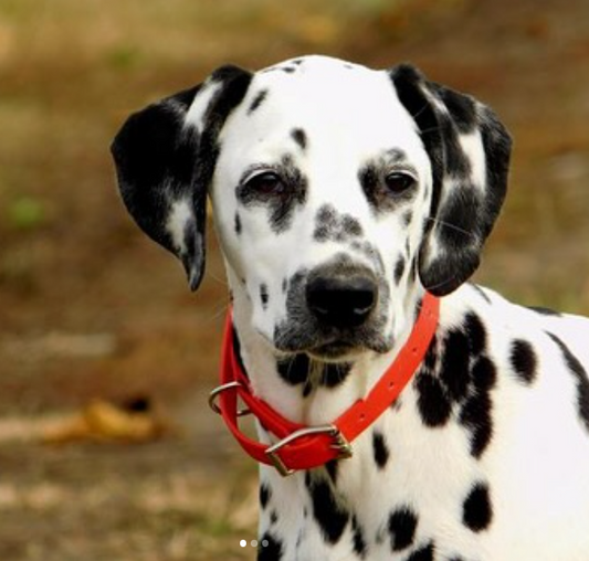 Biothane Dog Collar & Leash