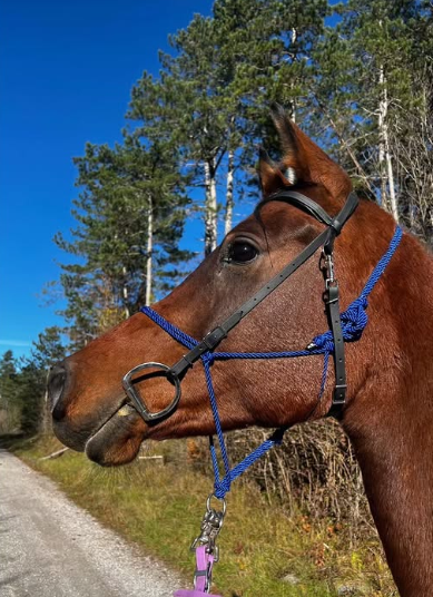 "Hybrid Rope" bridle
