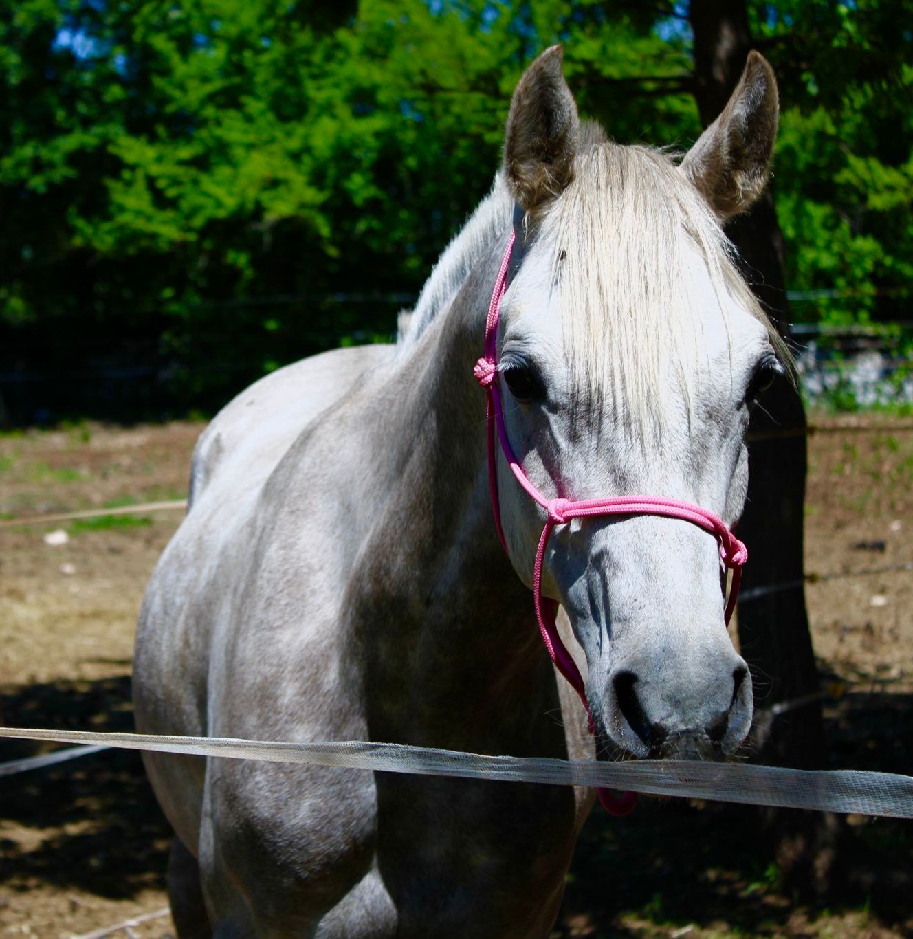Rope halter