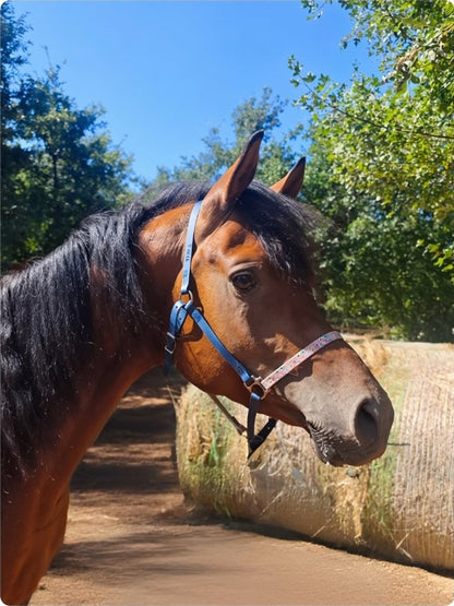 Halter – Biothane Signature