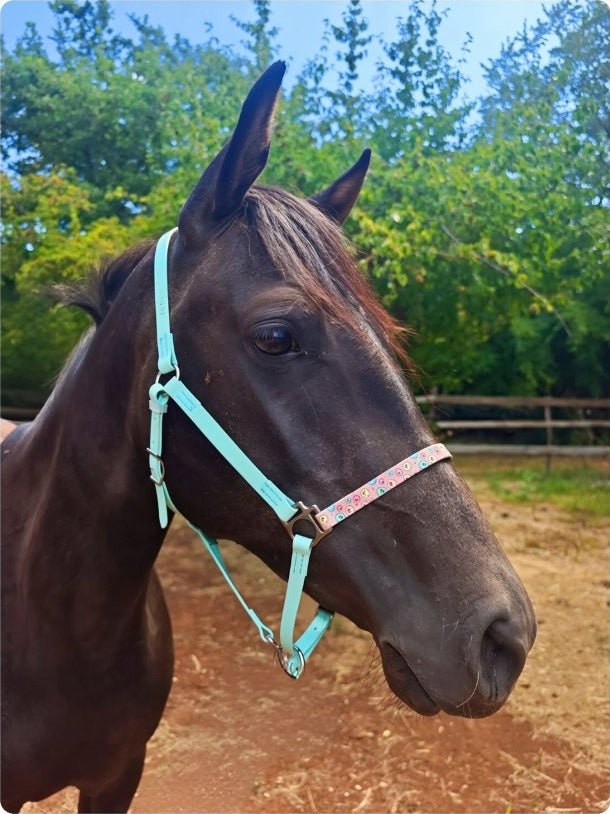 Halter – Biothane Signature