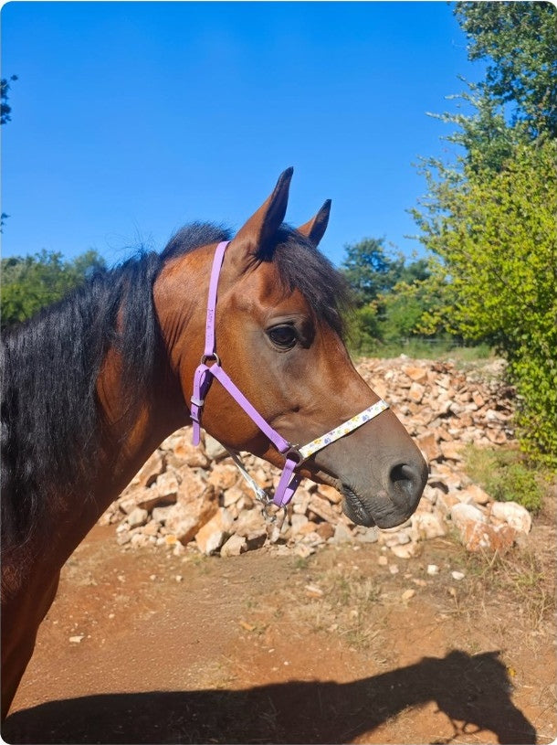 Halter – Biothane Signature