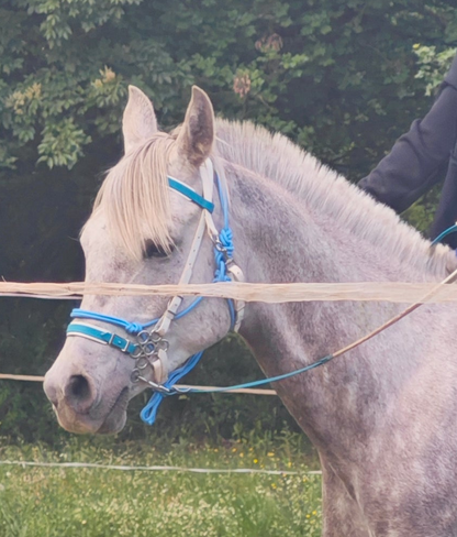 "Hybrid Rope" bridle