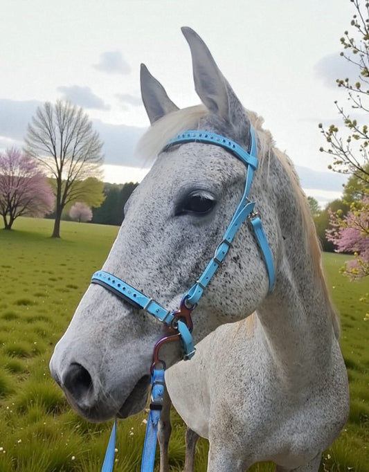 Hackamore oglavina
